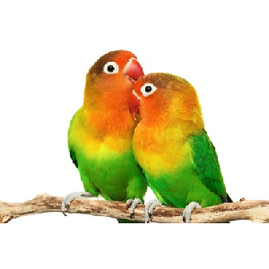 BIRD CARE PRODUCTS Image