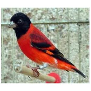 BIRD LEG BANDS, ALUMINUM Image