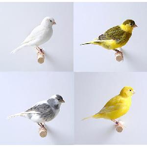 CANARY, SIZE E, Small Image