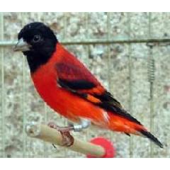 FINCH, SIZE A-E  2.16mm - 2.84mm Image